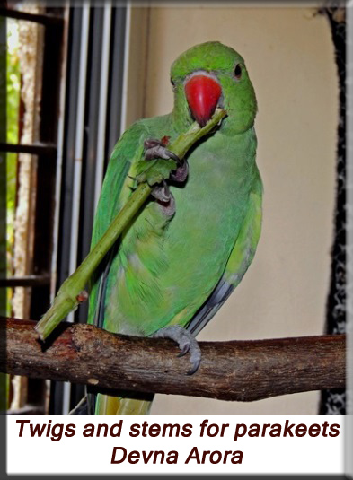 Devna Arora - Feeding parakeets in captivity